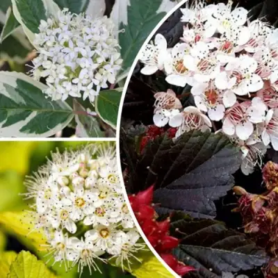 Комплект ЯРКАЯ ВСПЫШКА в Волковыске