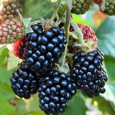 Ежевика ДЖАМБО бесшипная  в Волковыске