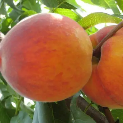 Персик СОЧНЫЙ в Волковыске