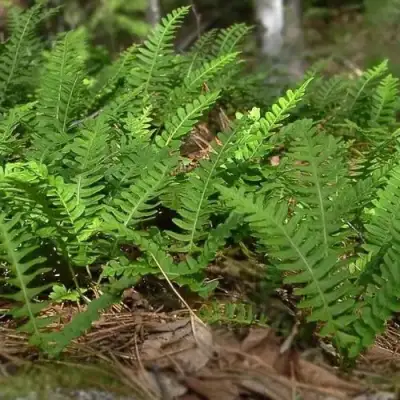 Многоножка обыкновенная в Волковыске