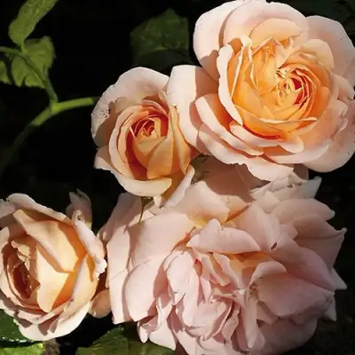 Роза ГЕЙША чайно-гибридная в Волковыске