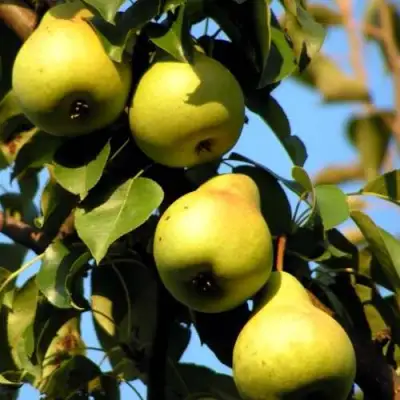 Груша НЕЖНОСТЬ колонновидная	 в Волковыске