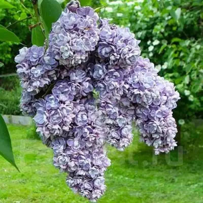 Сирень АМИ ШОТТ в Волковыске