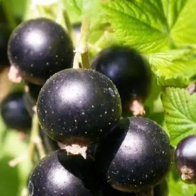 Смородина черная ЧЕРНООКАЯ в Волковыске