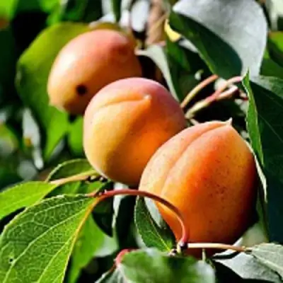 Абрикос БАЙ в Волковыске