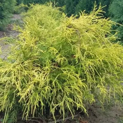 Кипарисовик ФИЛИФЕРА АУРЕА горохоплодный в Волковыске