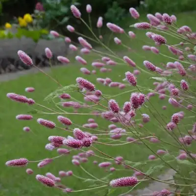 Кровохлебка РОК ЭНД РОЛЛ в Волковыске