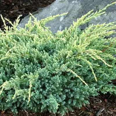 Можжевельник ХОЛГЕР чешуйчатый в Волковыске