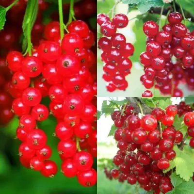 Комплект КРАСНЫЙ УРОЖАЙ в Волковыске