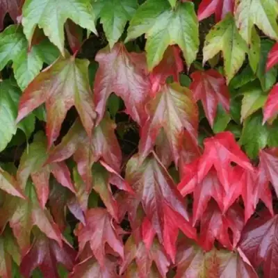 Девичий виноград тройчатый ВИЧИ в Волковыске