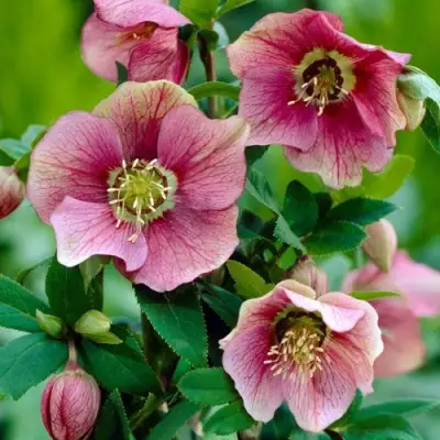 Морозник ВОСТОЧНЫЙ в Волковыске