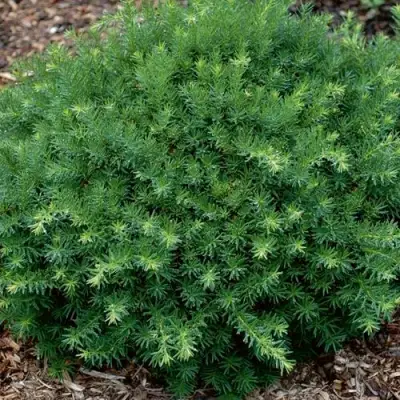 Тис ХИКСИ средний в Волковыске