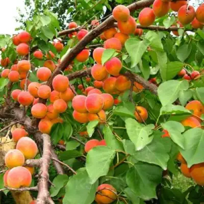 Абрикос ОТБОР АСТАХОВА в Волковыске