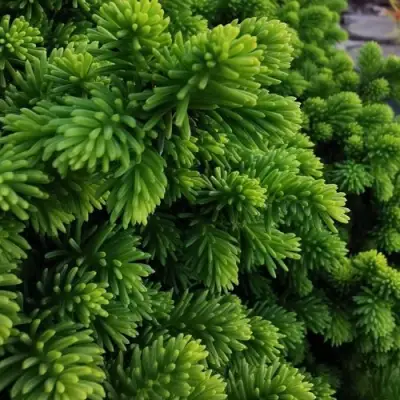 Ель ЛИТЛ ДЖЕМ обыкновенная в Волковыске