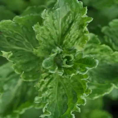 Мята КРИСПА в Волковыске