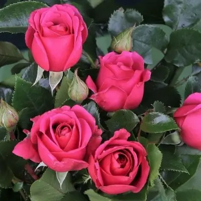 Роза ЛАВ ЛЕТТЕР флорибунда в Волковыске