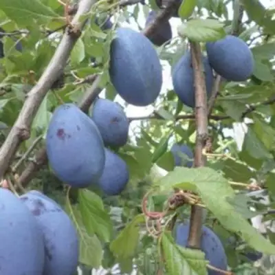 Слива ГИЛЬБЕРТ в Волковыске