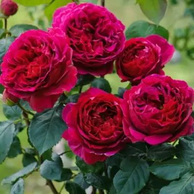 Роза КЕЙТ английская в Волковыске