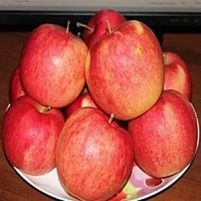 Яблоня ЛИГОЛ в Волковыске