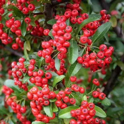 Пираканта РЕД КУИШОН в Волковыске