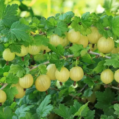 Крыжовник БЕРИЛЛ в Волковыске