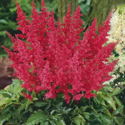 Астильба МОНТГОМЕРИ японская в Волковыске