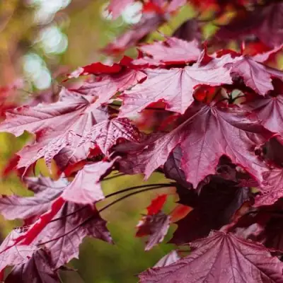 Клен РОЯЛ РЕД остролистный в Волковыске