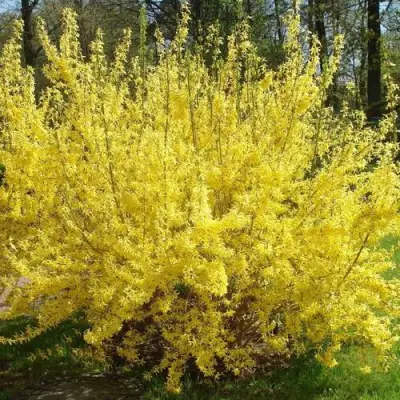 Форзиция ФОРЧУНА в Волковыске