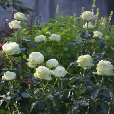 Роза ВАКАНА японская в Волковыске