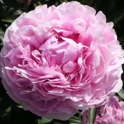 Пион ША-ЛА травянистый в Волковыске