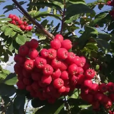 Рябина МОРАВСКАЯ сладкоплодная в Волковыске