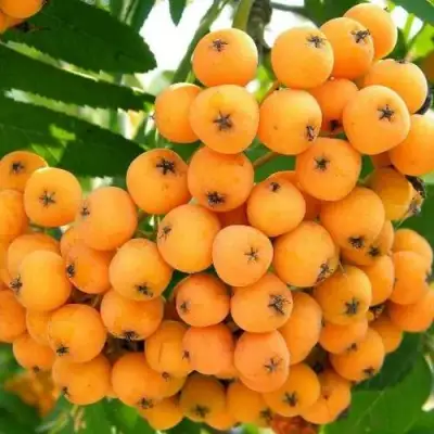 Рябина НЕВЕЖИНСКАЯ ЖЕЛТАЯ сладкоплодная в Волковыске