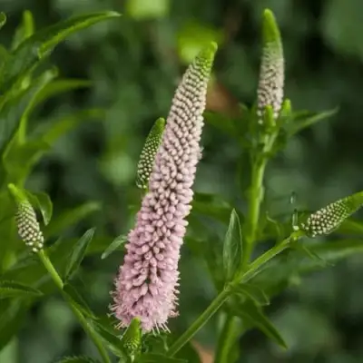 Вероника ФЕСТ ЧОЙС длиннолистная в Волковыске