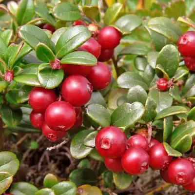 Брусника садовая АМЕРЛАНД в Волковыске