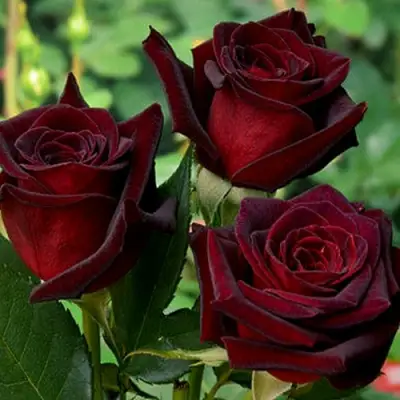 Роза ЧЕРНАЯ МАГИЯ чайно-гибридная в Волковыске