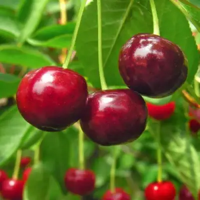 Вишня УЙФЕХЕРТОЙ ФЮРТОШ в Волковыске