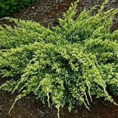 Можжевельник ДРИМ ДЖОЙ чешуйчатый в Волковыске