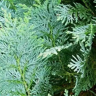 Кипарисовик КОЛУМНАРИС лавсона в Волковыске