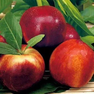 Нектарин СТАРК РЕД ГОЛД в Волковыске