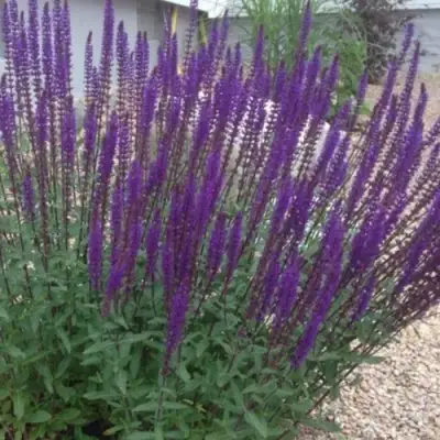 Шалфей КАРАДОНА в Волковыске