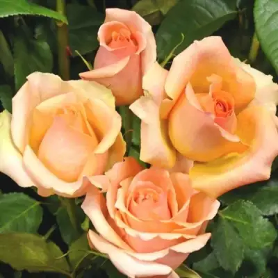 Роза ВЕРСИЛИЯ чайно-гибридная в Волковыске