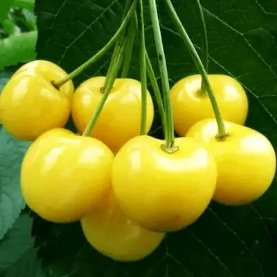 Черешня ПОДСНЕЖНИК в Волковыске