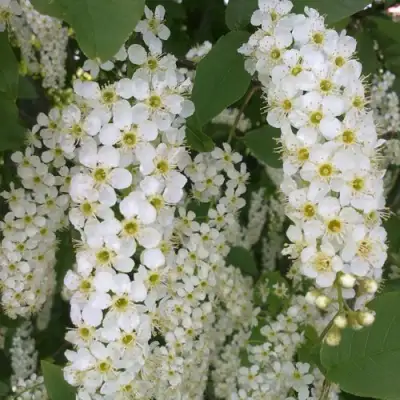 Черемуха САМОПЛОДНАЯ в Волковыске