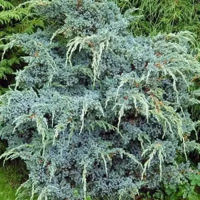 Можжевельник БЛЮ АЛЬПС китайский  в Волковыске