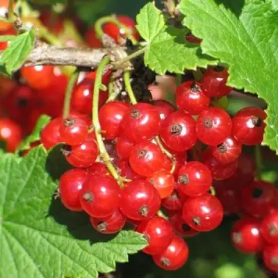 Смородина красная РАЧКОВСКАЯ в Волковыске