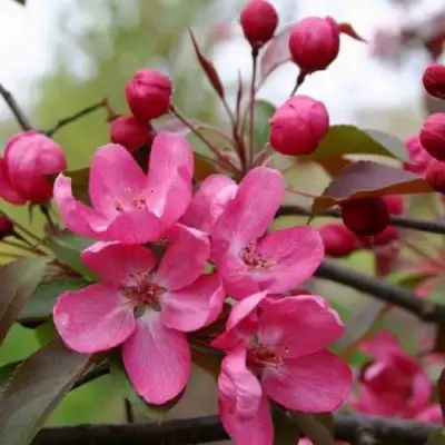 Яблоня РУДОЛЬФ декоративная  в Волковыске
