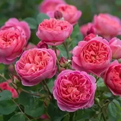 Роза БЕНДЖАМИН БРИТТЕН шраб в Волковыске