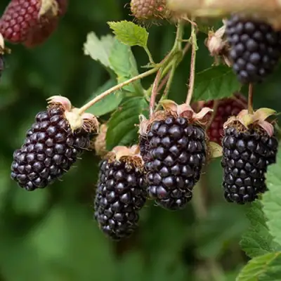 Ежемалина БОЙСЕНБЕРРИ в Волковыске