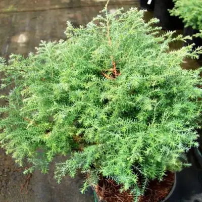 Кипарисовик СКВАРРОЗА горохоплодный в Волковыске