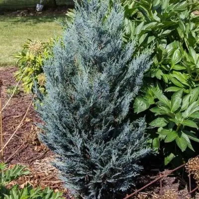 Кипарисовик ДАРТС БЛЮ РИББОН лавсона в Волковыске